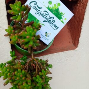 Eco Luxe illustrated greeting card with African inspired artwork for meaningful gifting