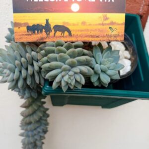 Eco Luxe illustrated greeting card with African inspired artwork for meaningful gifting